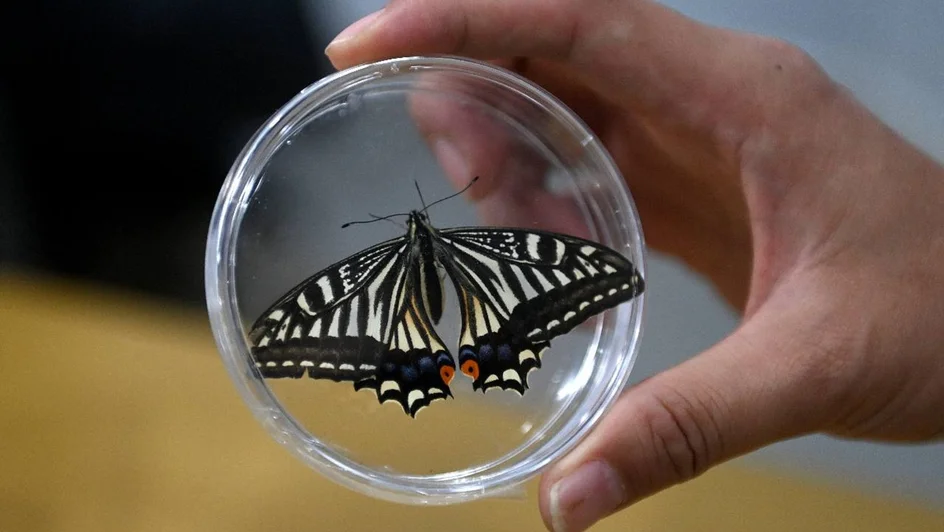 Kosmik kənd təsərrüfatı 