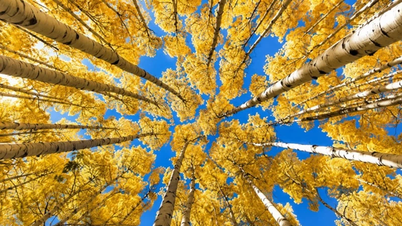 Image default