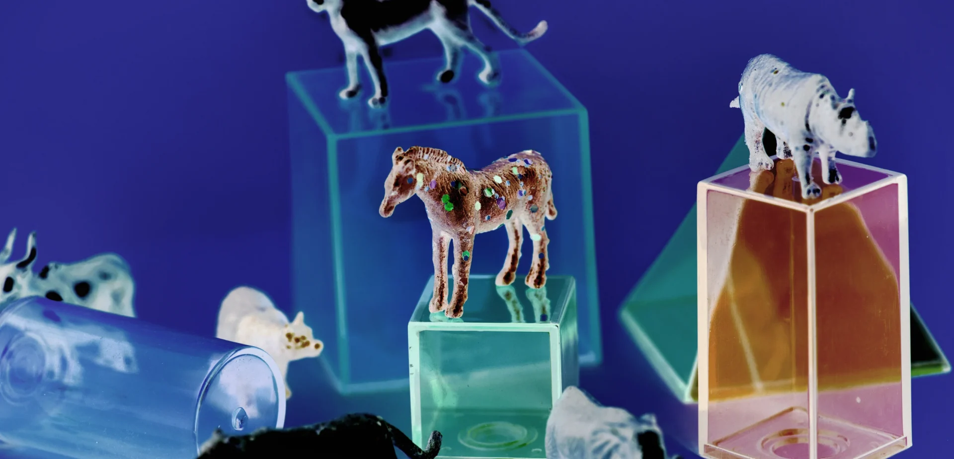 heyvanlar, elm, vəhşi təbiət, GPS, heyvan davranışı, ekologiya, zoologiya, təbiət