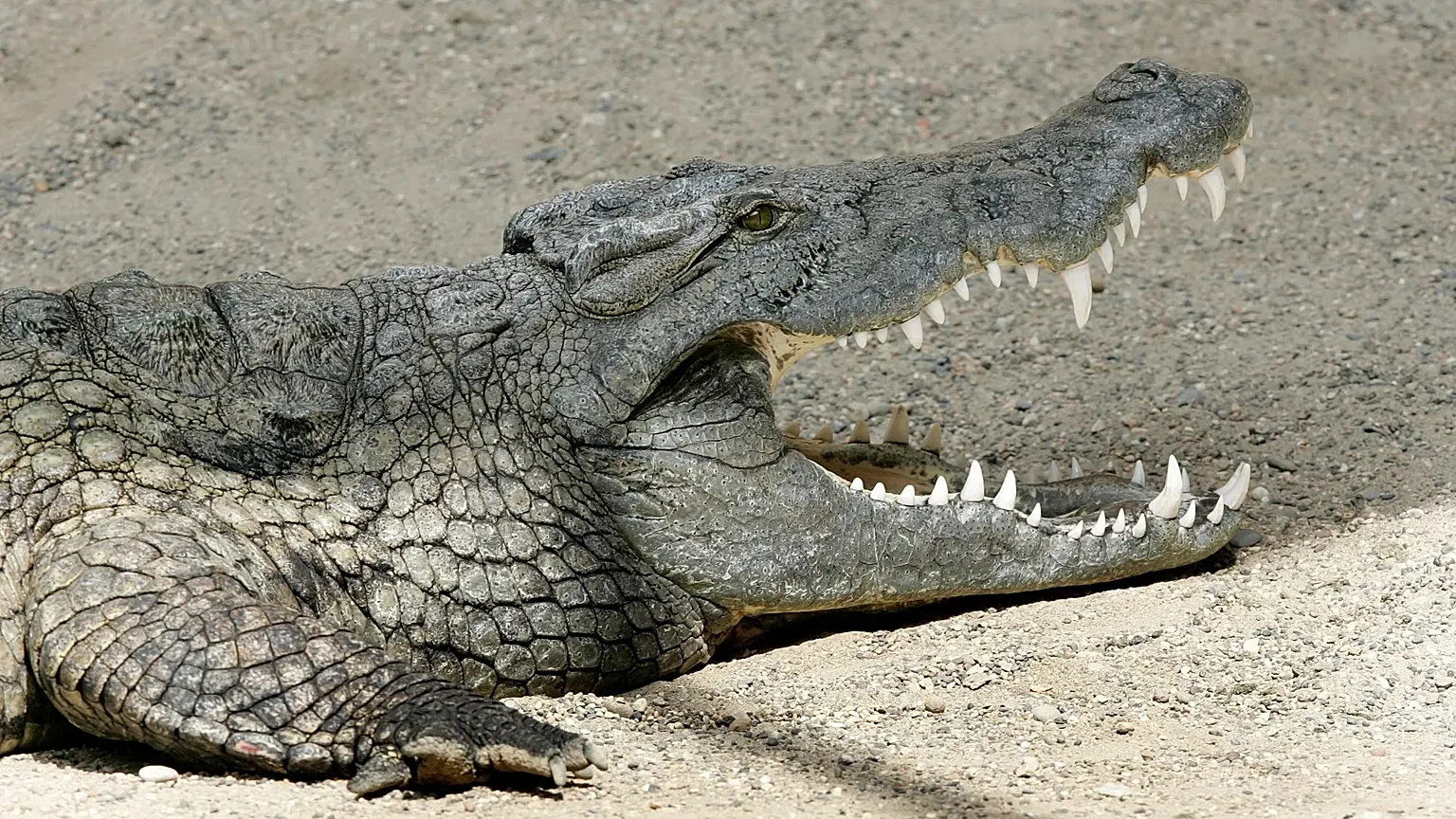 qədim timsah, Misir fosili, Böyük Sfinks, 45 milyon illik fosil, Herugavialis cairensis, arxeologiya, paleontologiya, qədim heyvanlar