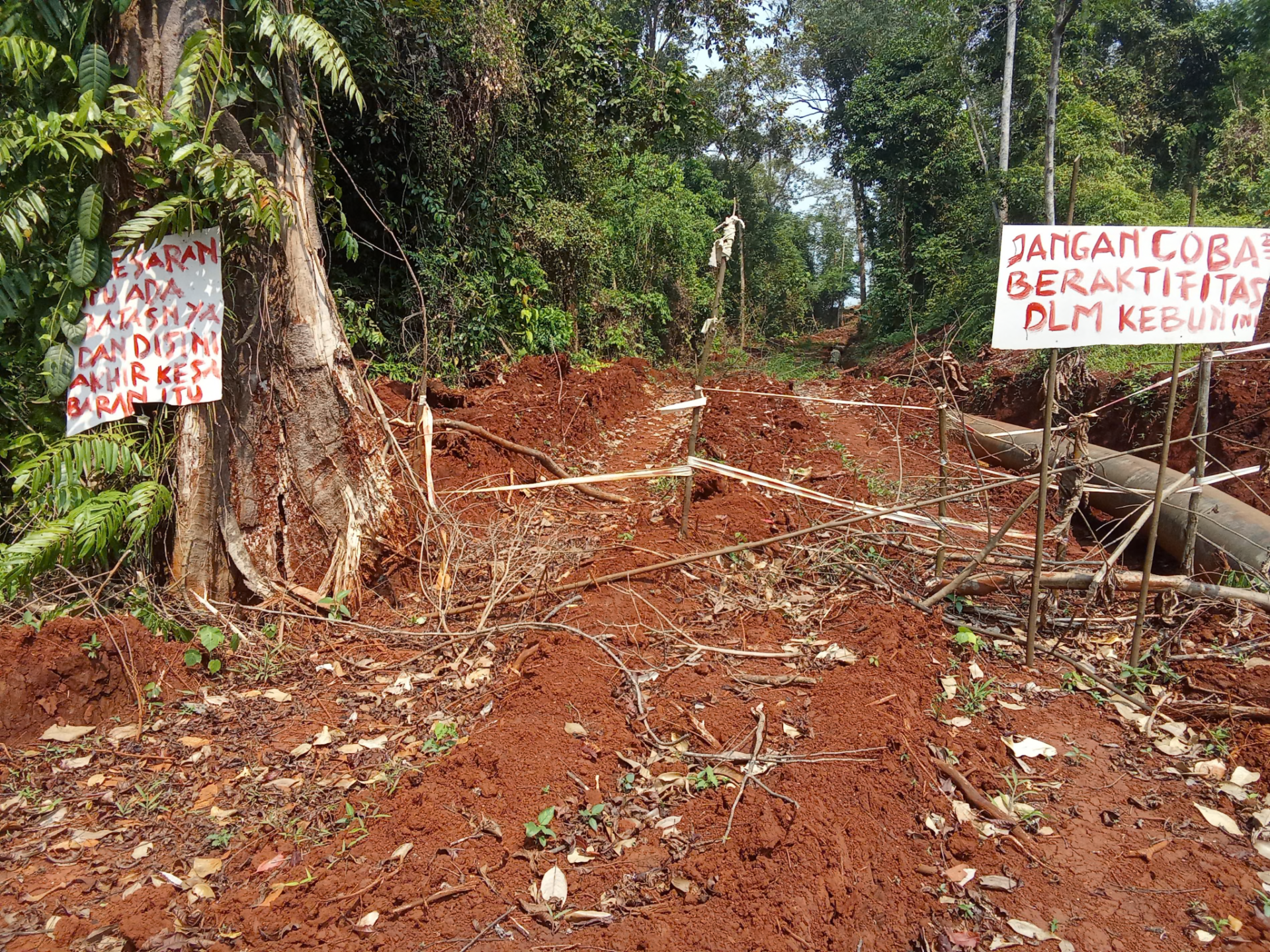 elektrikli avtomobillər, batareya istehsalı, İndoneziyada meşələrin qırılması, nikel hasilatı, Tesla, Volkswagen, ətraf mühitin qorunması, ekoloji problemlər